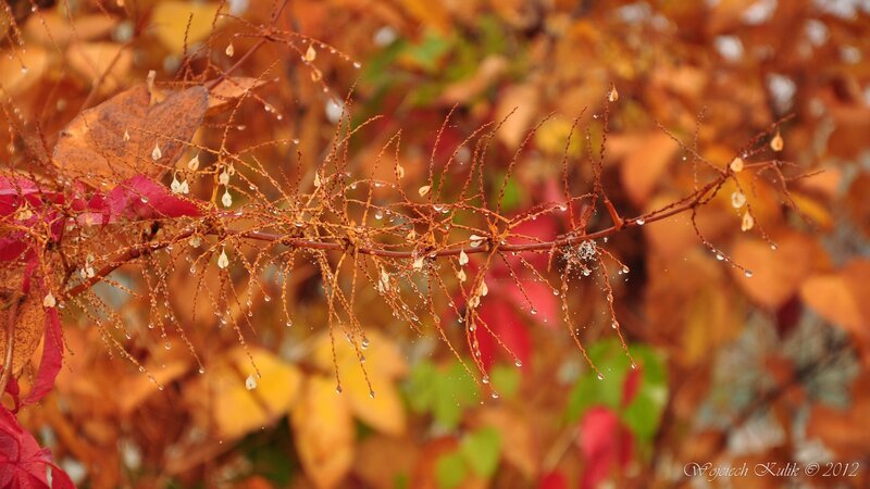 Autumn Branch with Dew