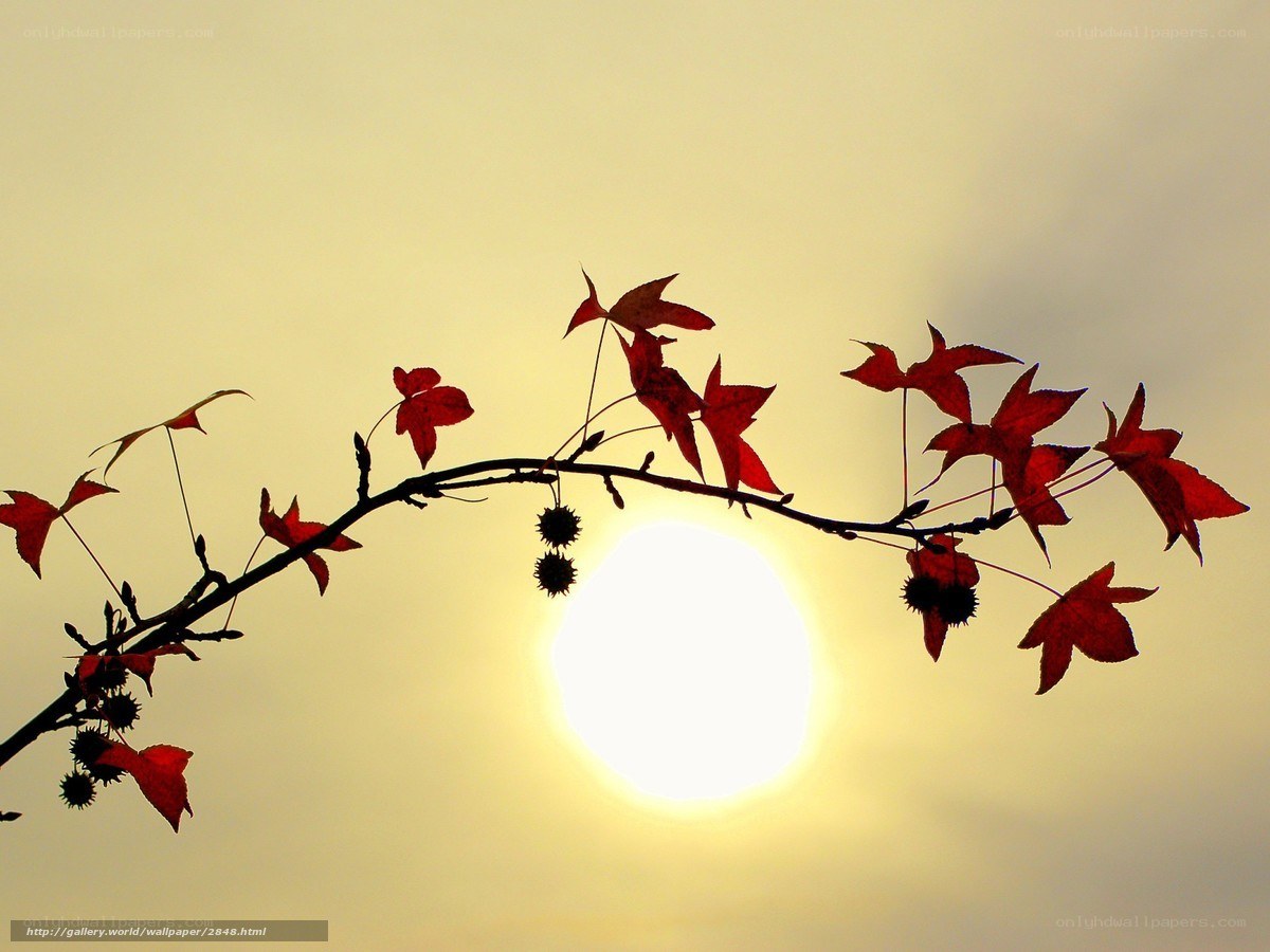 Autumn branch with red leaves