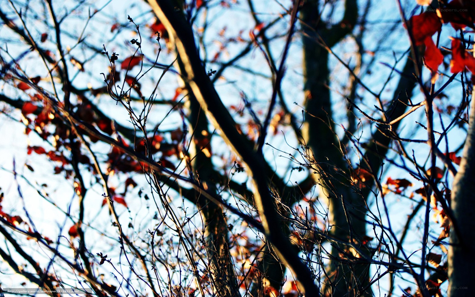 autumn branches against blue sky