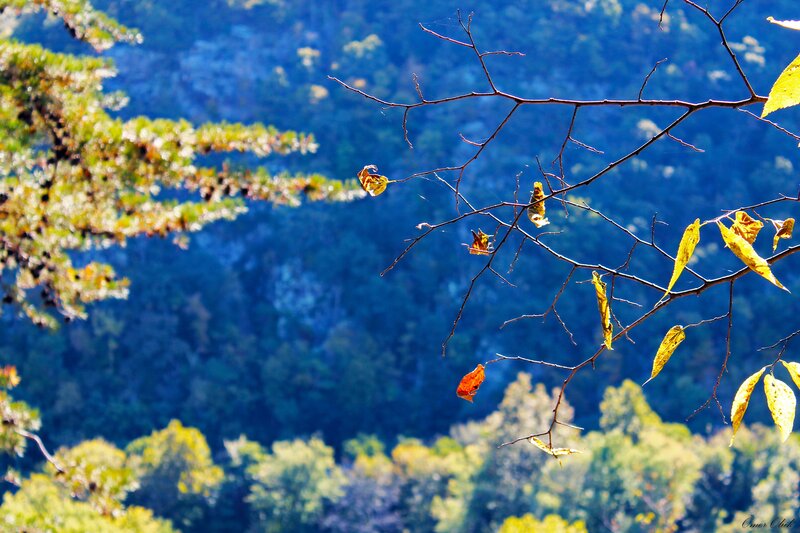 Autumn branches against forest