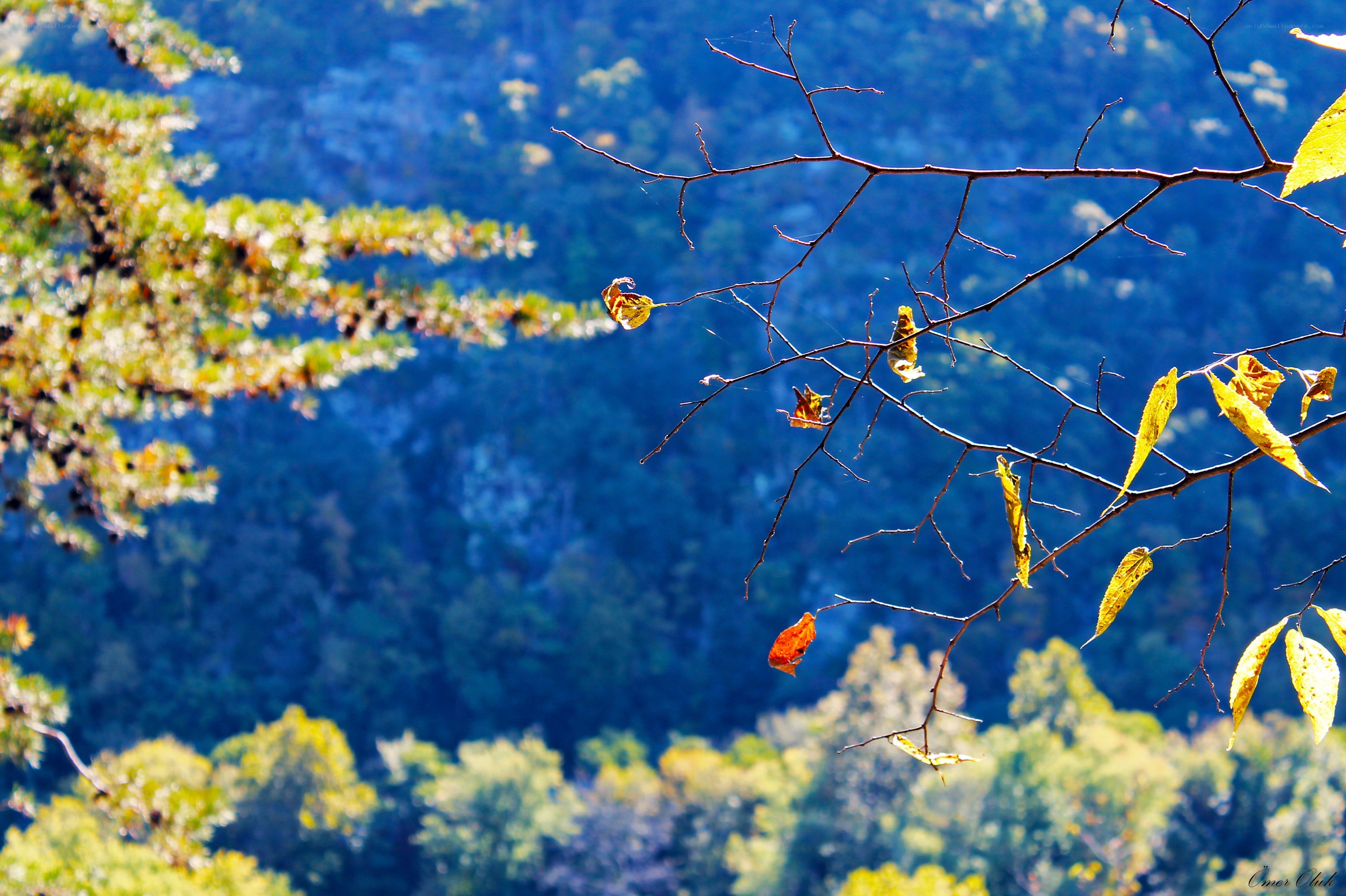 Autumn branches against forest