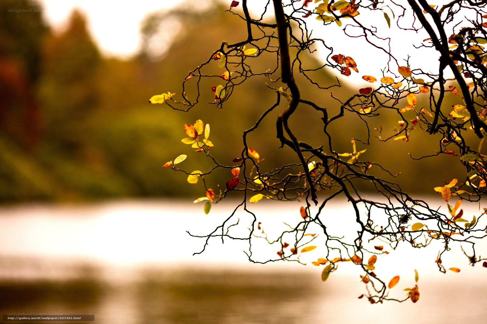 Autumn branches by the lake