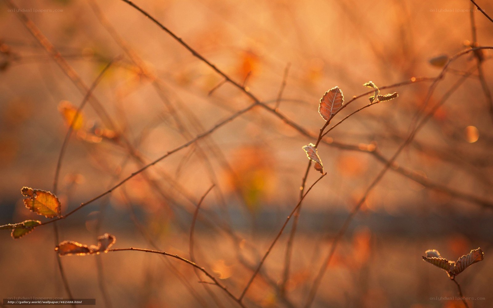 Autumn branches in golden light