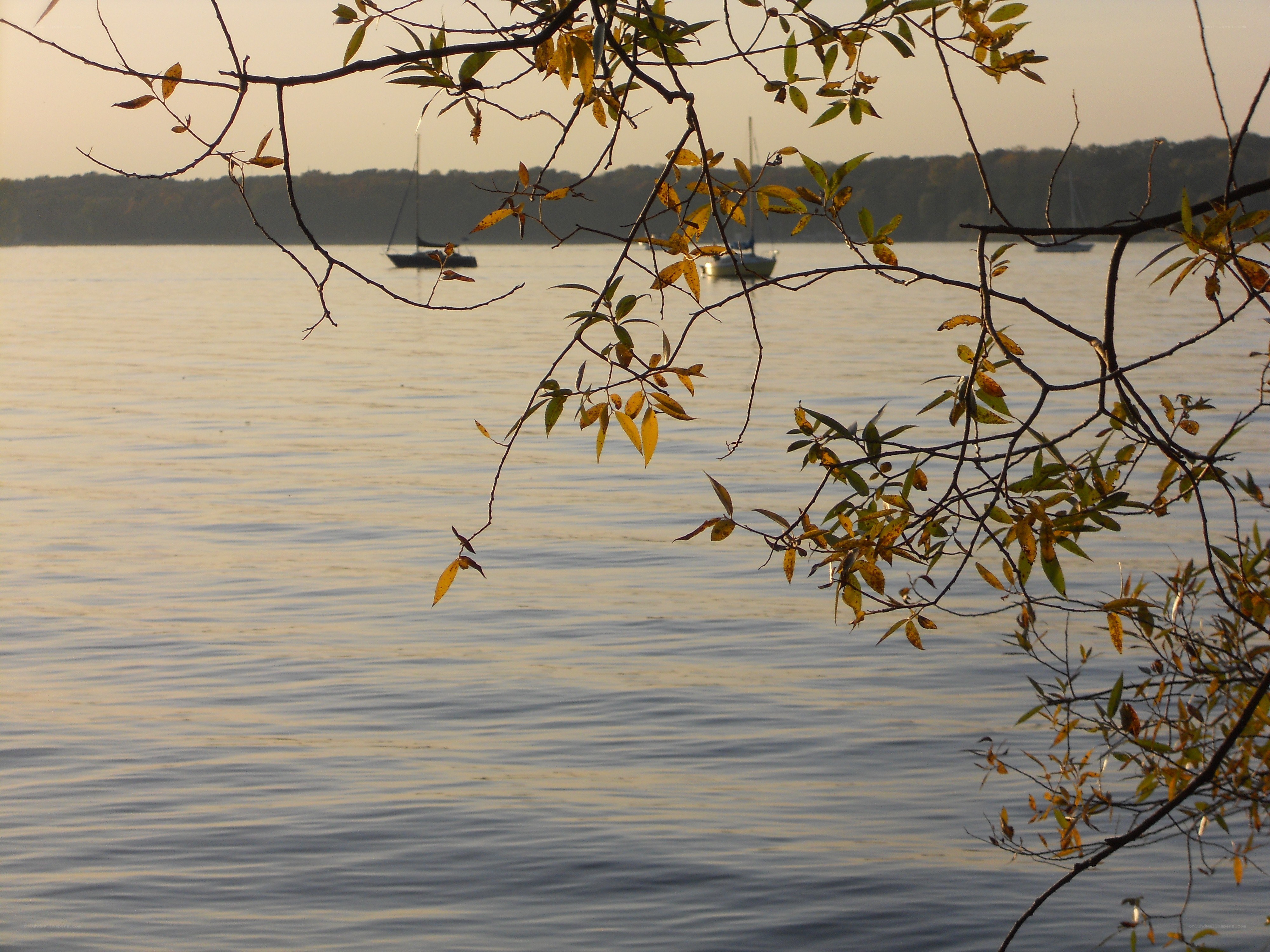 Autumn branches over a calm lake