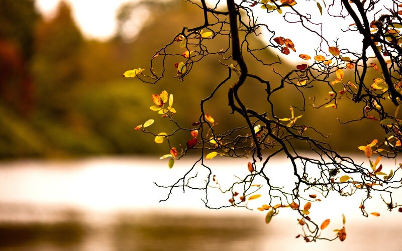 Autumn Branches over Water