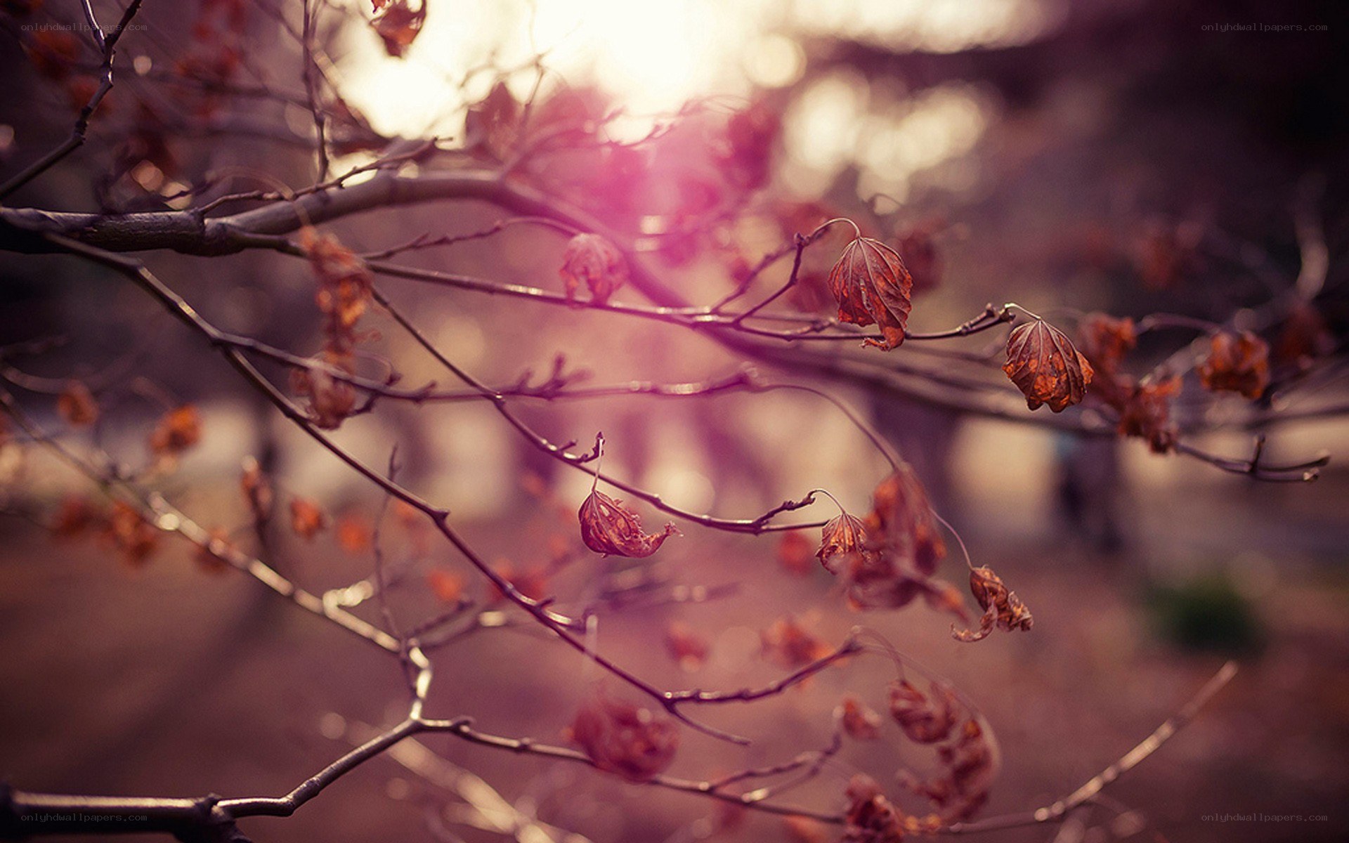 Autumn branches with dried leaves
