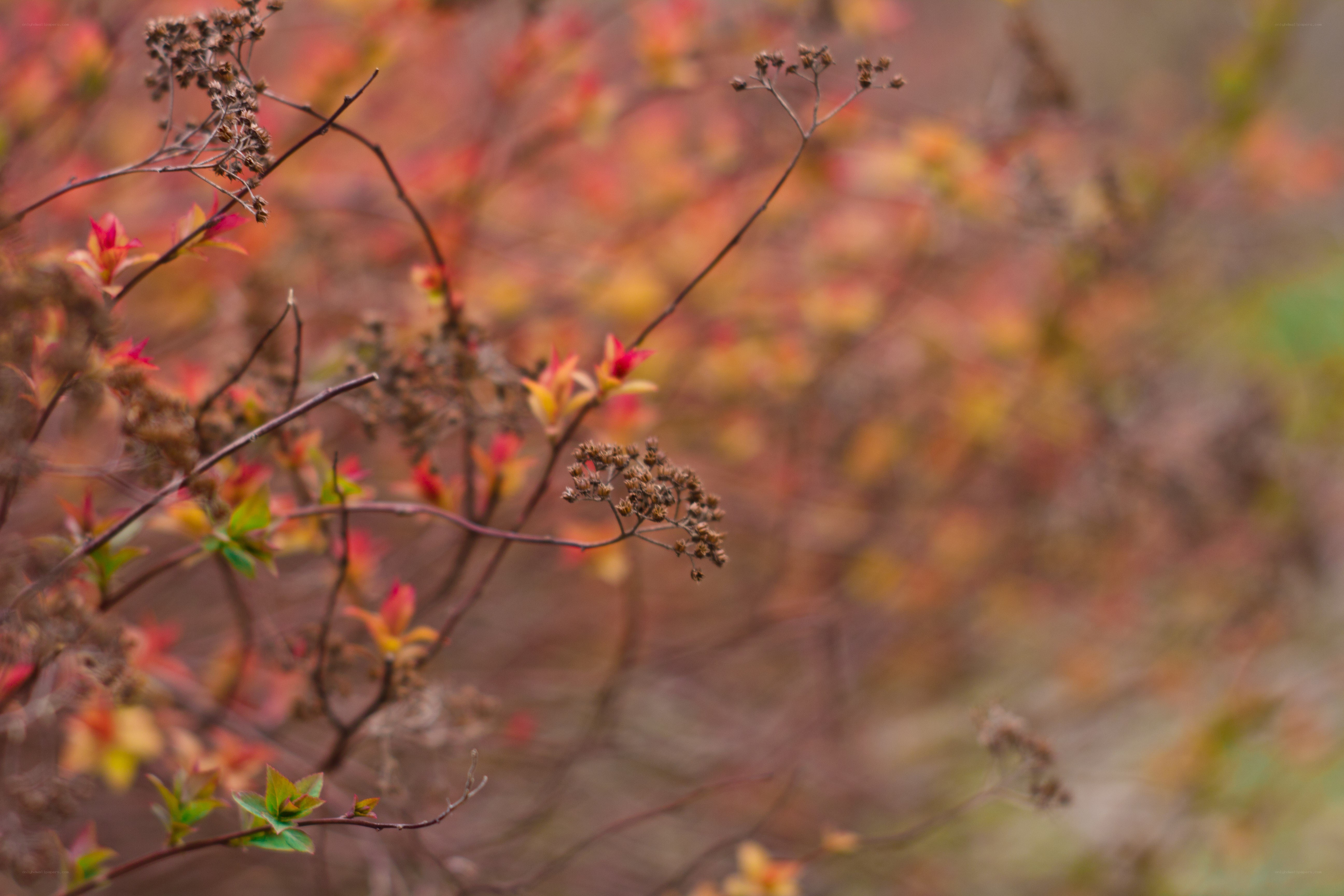 autumn branches with red leaves