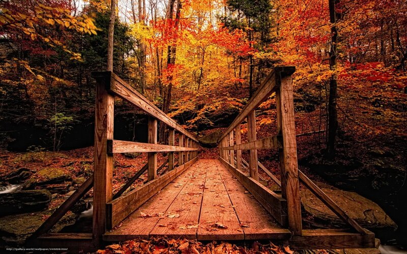 Autumn bridge in forest