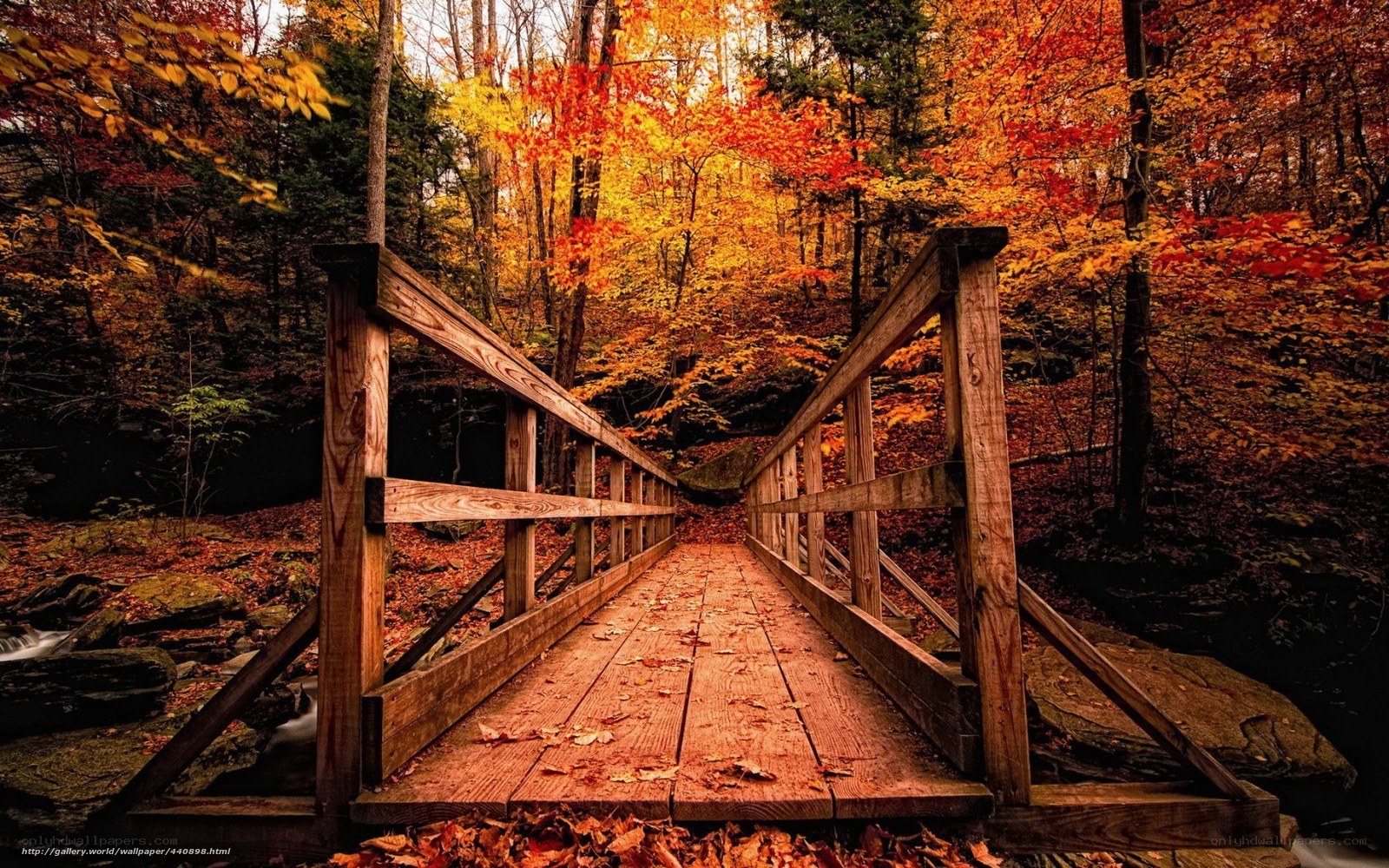 Autumn bridge in forest