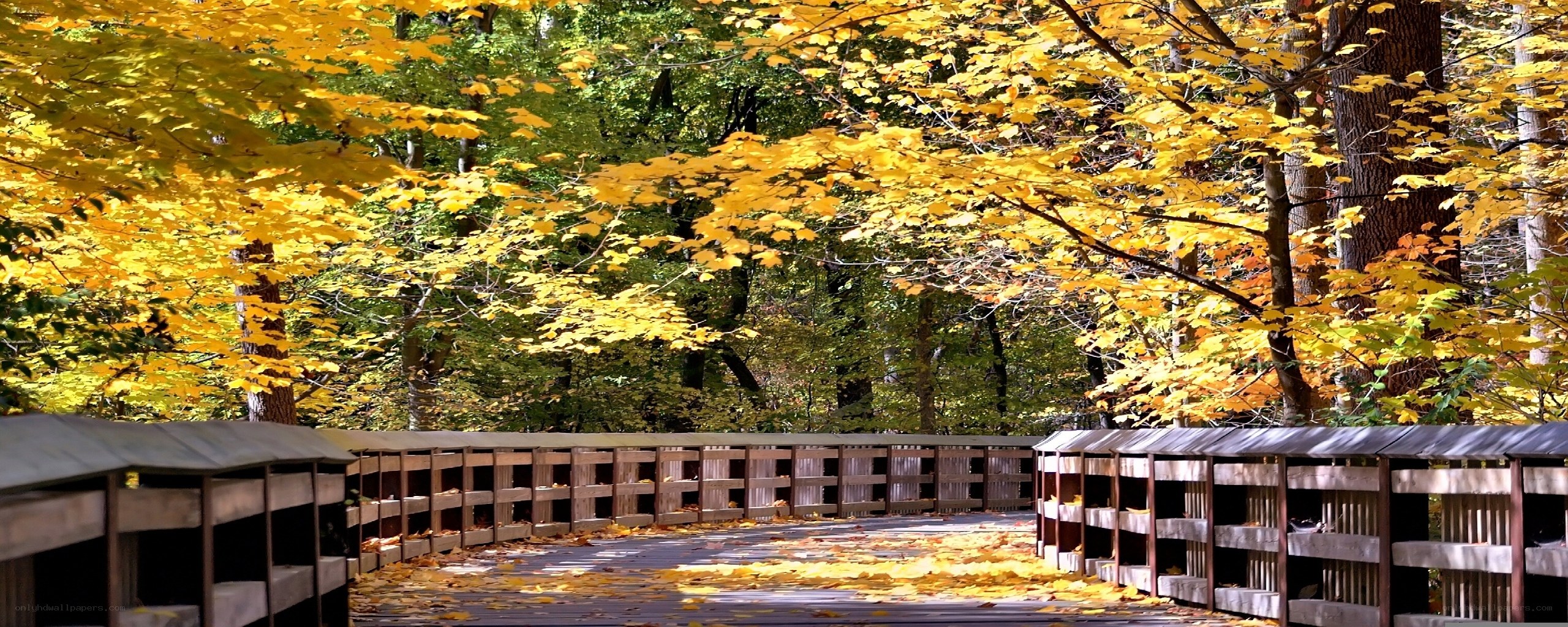 Autumn bridge in forest