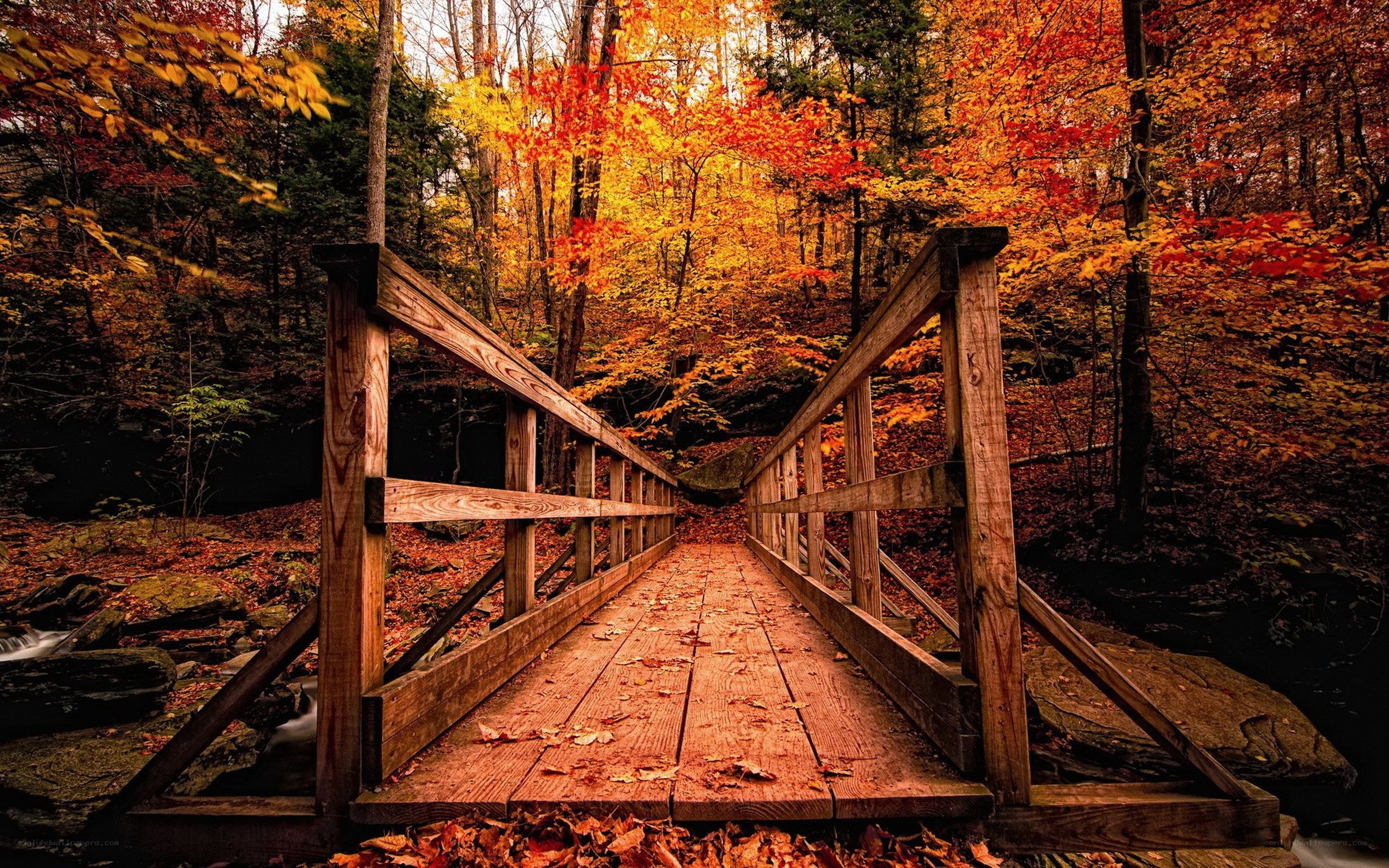 Autumn bridge in forest
