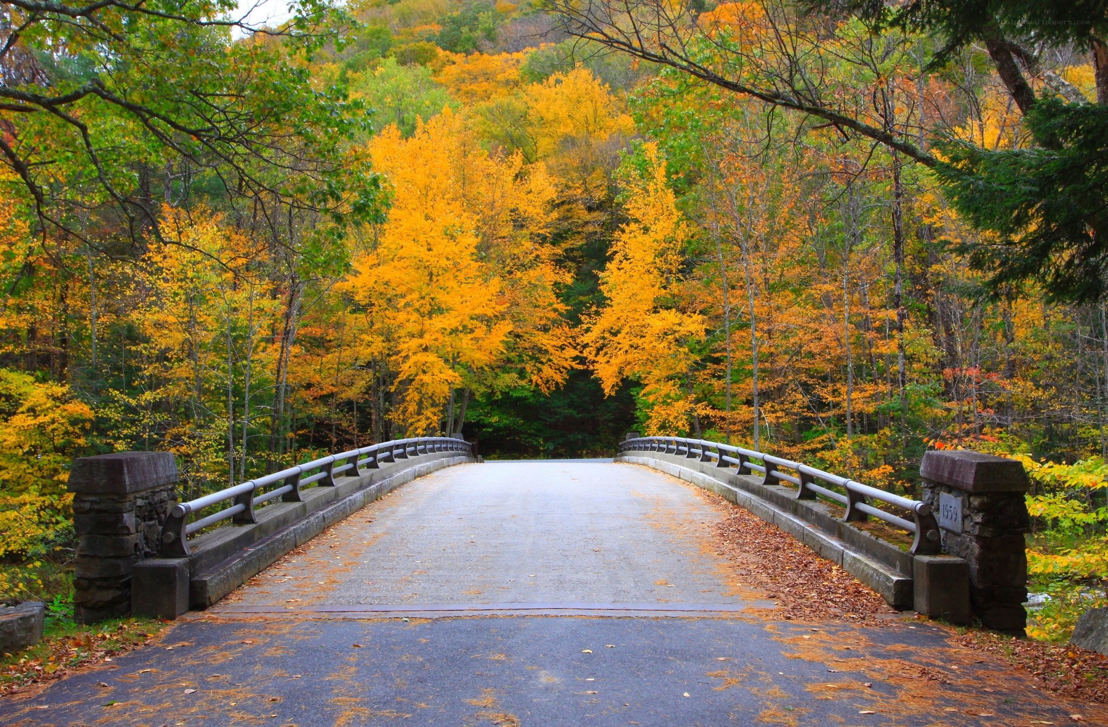 Autumn bridge in forest