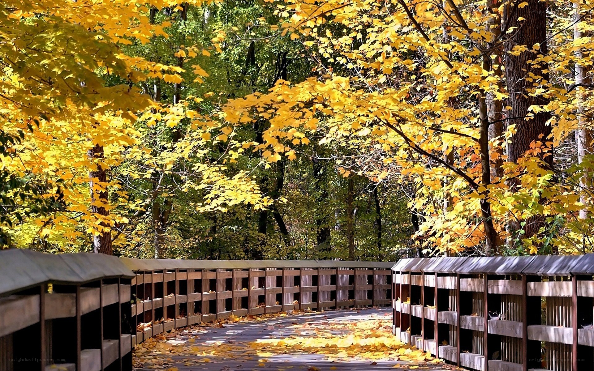 Autumn bridge in forest
