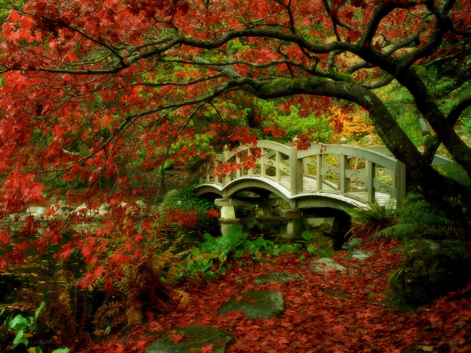 Autumn bridge in garden