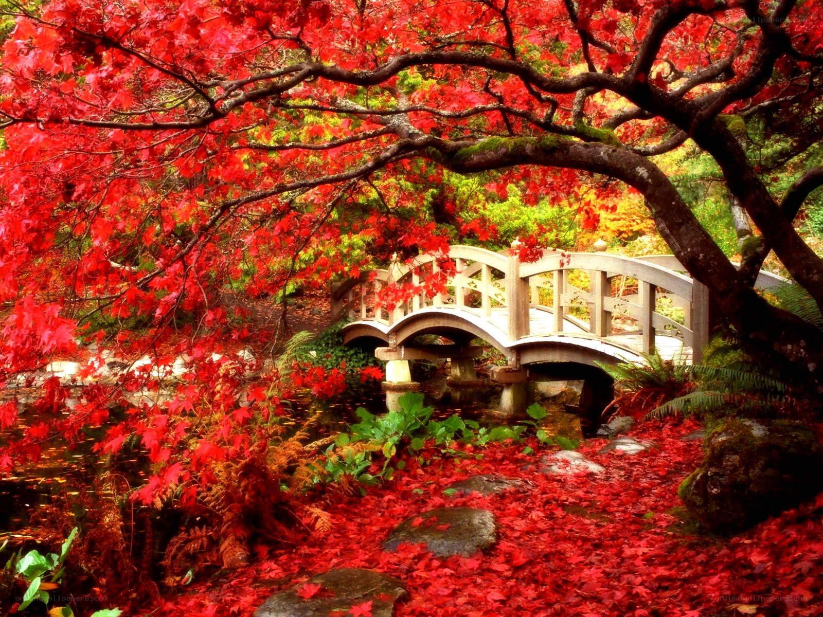 Autumn bridge in garden