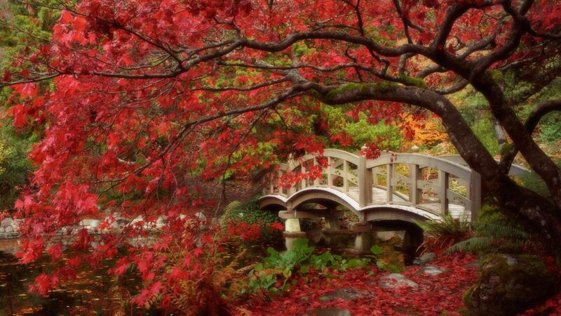 Autumn bridge in garden