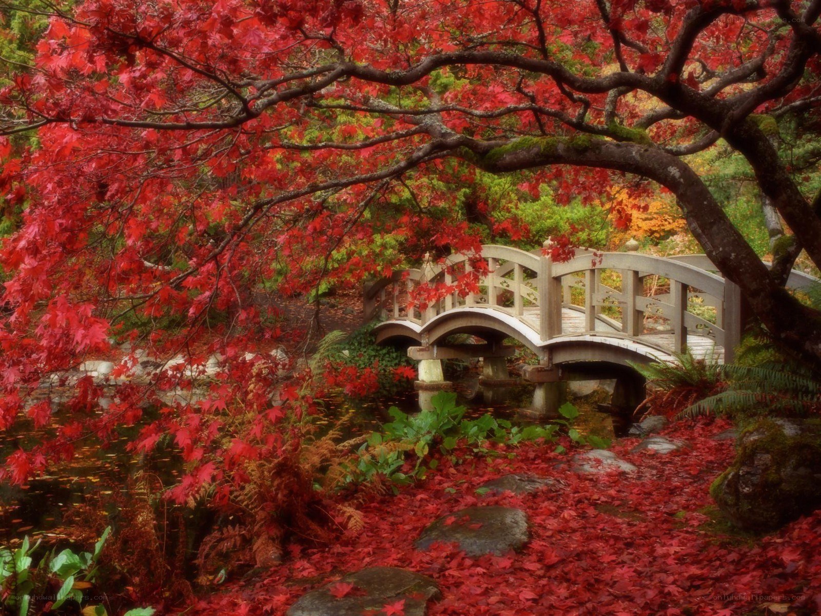 Autumn bridge in garden