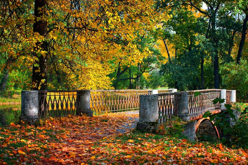 Autumn Bridge in Park — Yellow, Serene