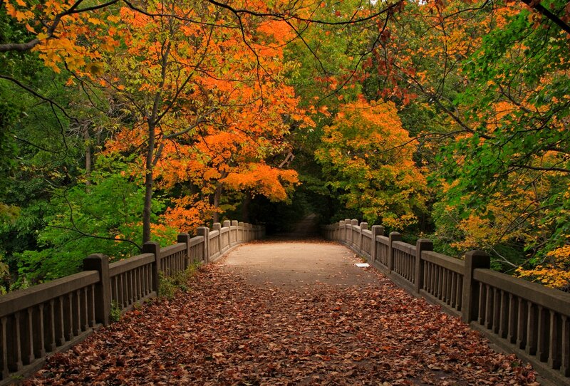Autumn Bridge Path