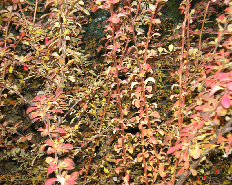 autumn bush with red berries