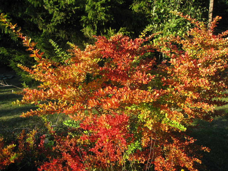 Autumn Bush with Red Leaves — Serene