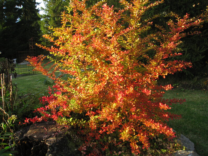 Autumn Bush with Red Leaves