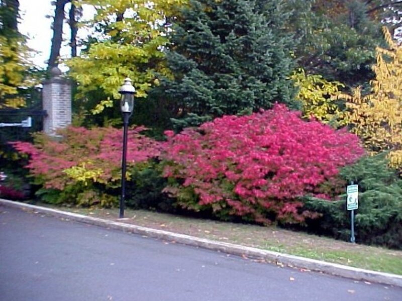 Autumn Bushes and Lamp