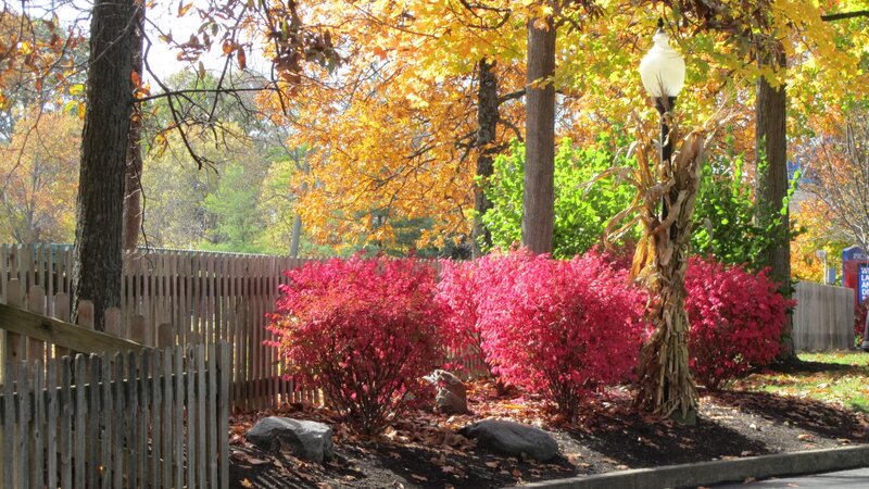 Autumn Bushes and Trees