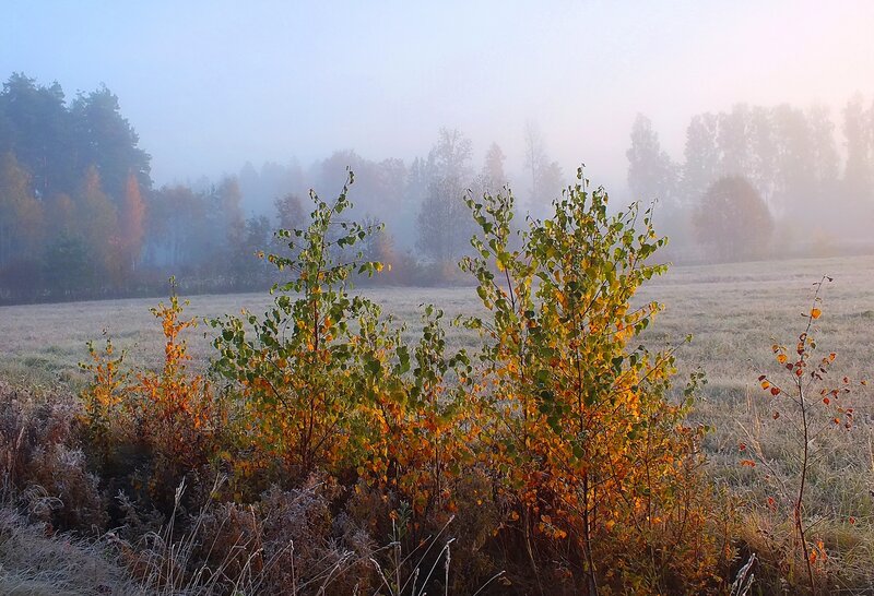 Autumn Bushes in Fog