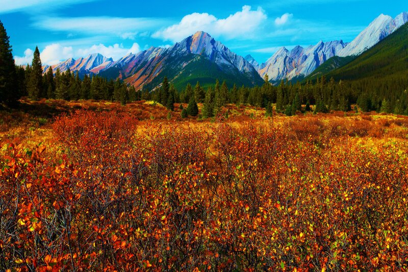 Autumn Bushes in Mountains
