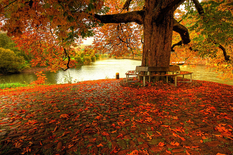 Autumn by the river