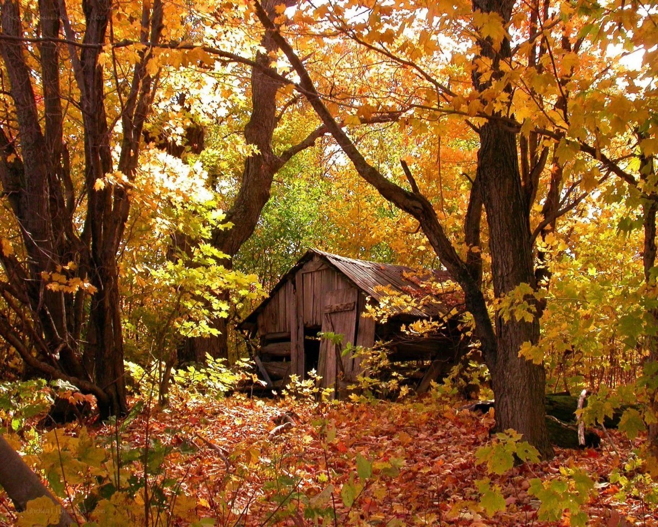 Autumn cabin in forest