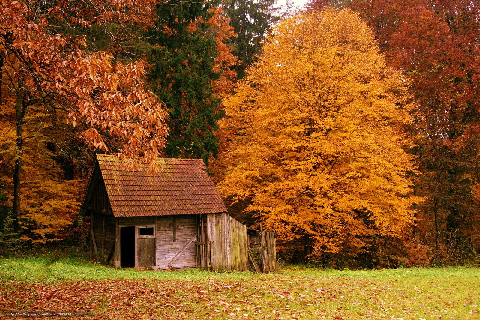 Autumn cabin in forest