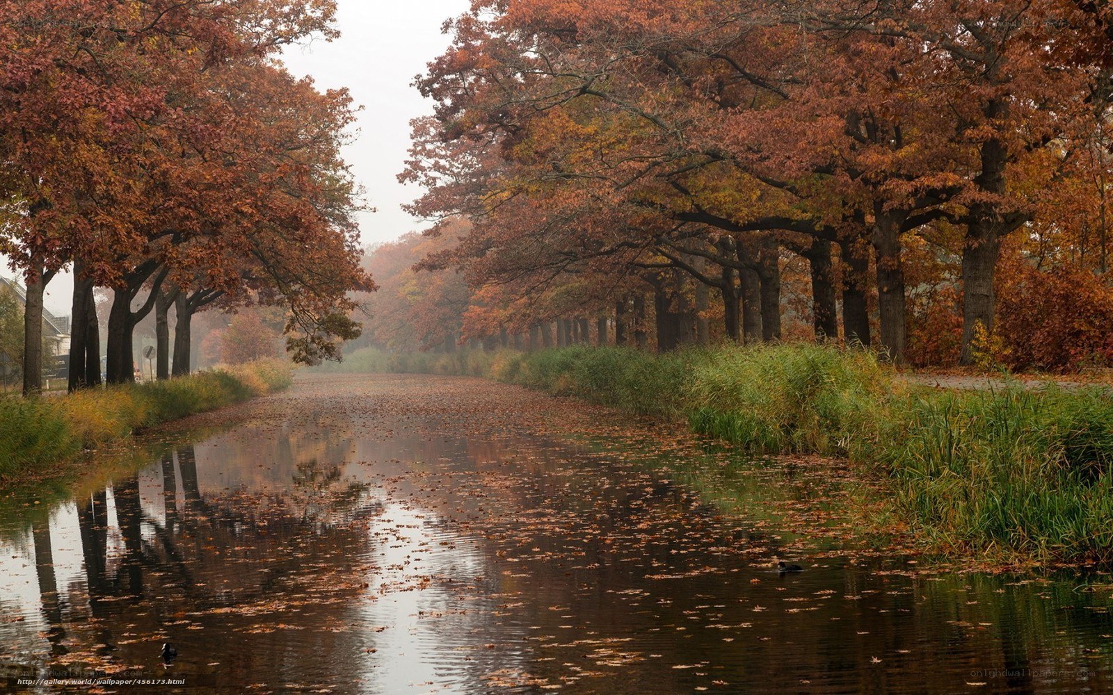 Autumn canal with fallen leaves