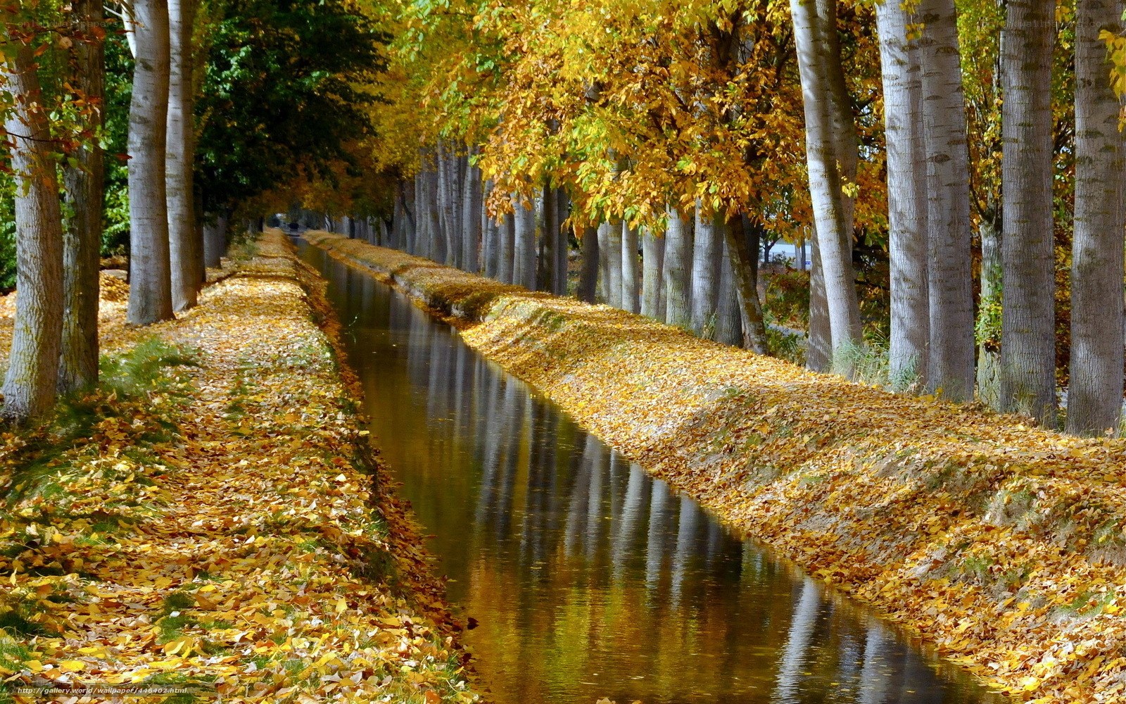 Autumn canal with golden leaves