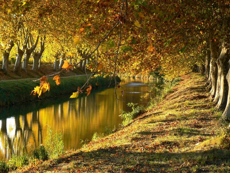 Autumn canal with golden trees