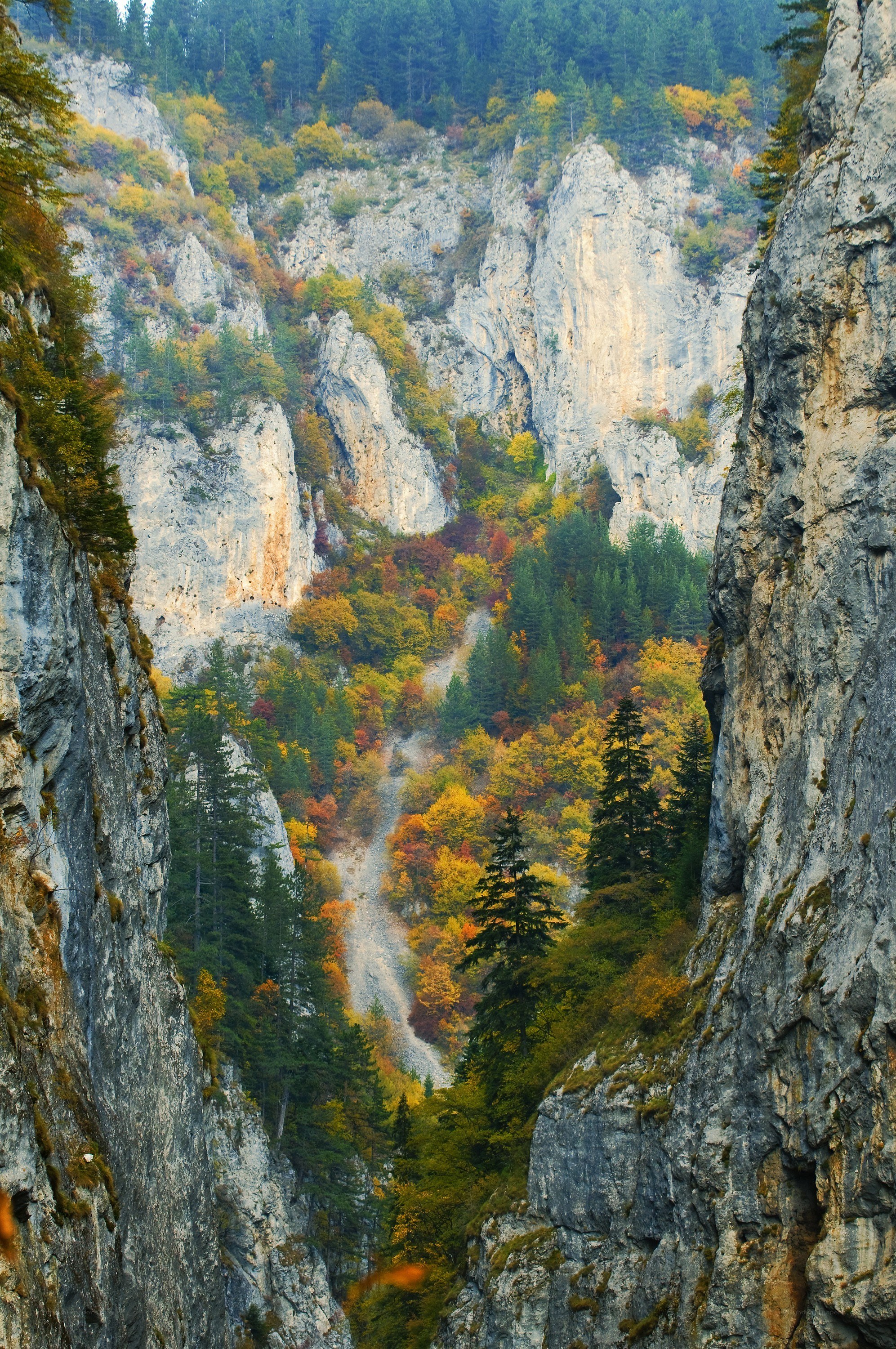 Autumn canyon with colorful trees