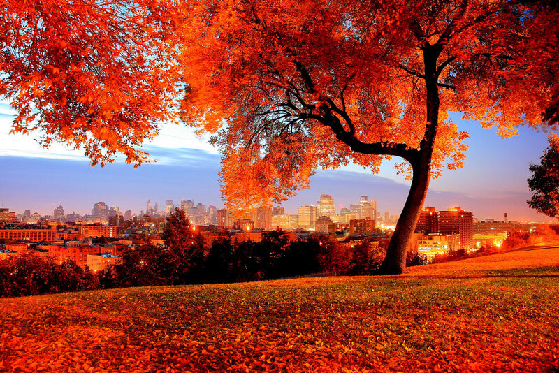 Autumn cityscape with red trees