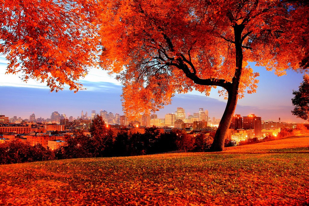 Autumn cityscape with red trees