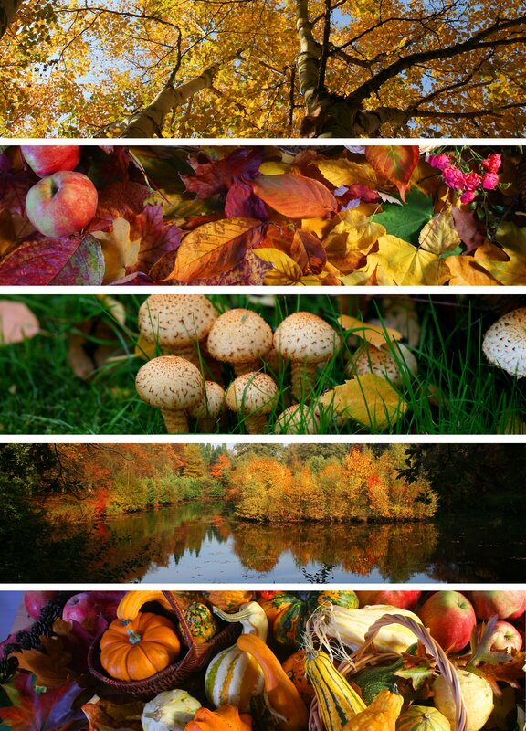 Autumn collage of nature scenes