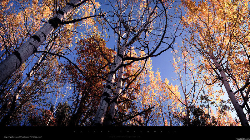 Autumn Colonade
