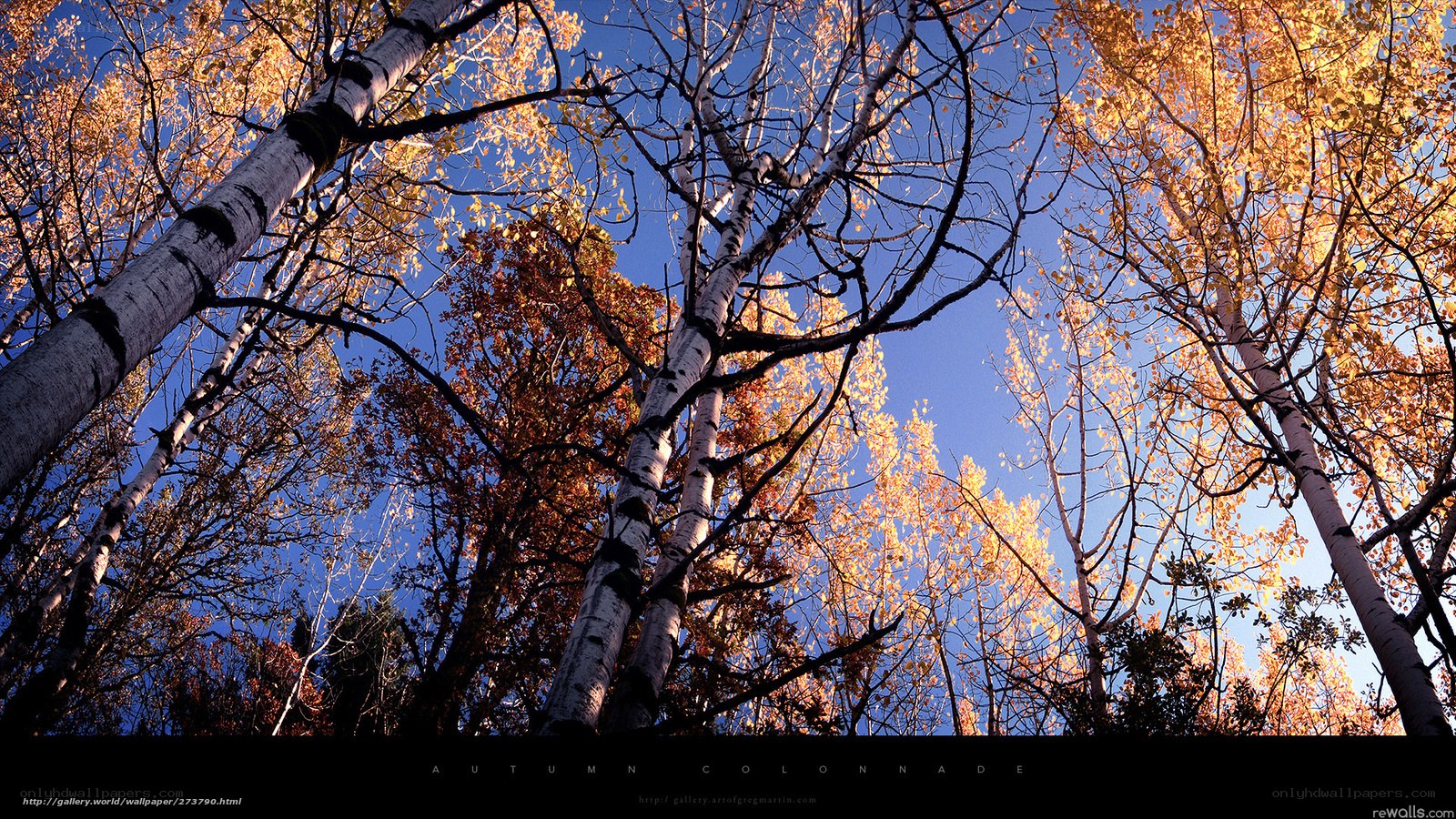 Autumn Colonade