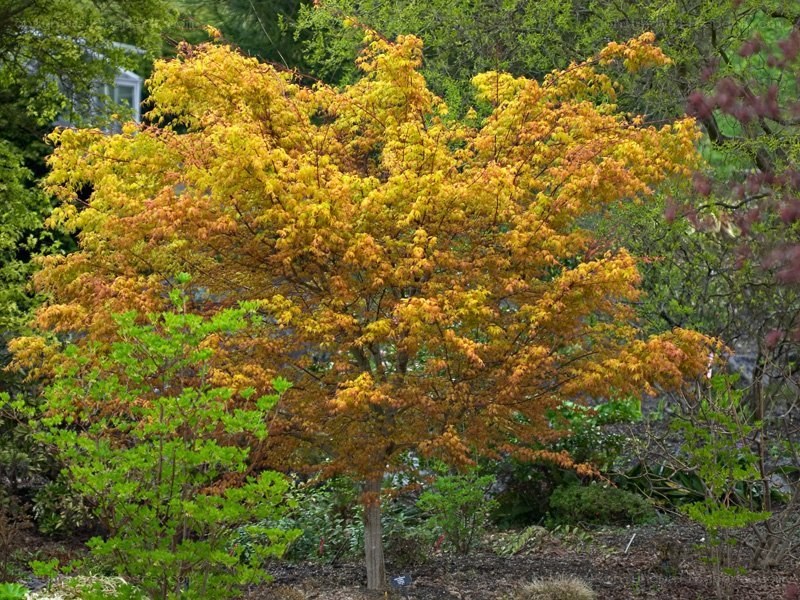 autumn-colored maple tree