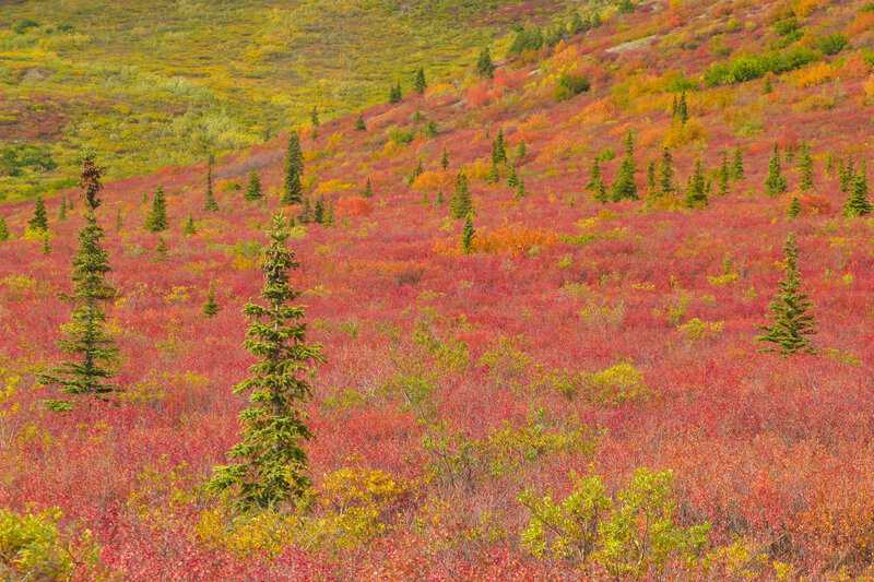Autumn colors on a hillside