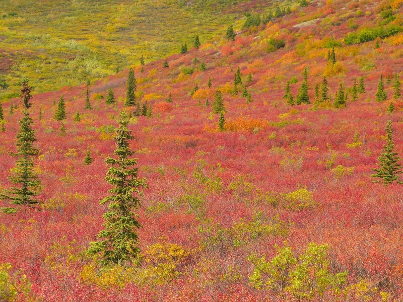 Autumn colors on a hillside