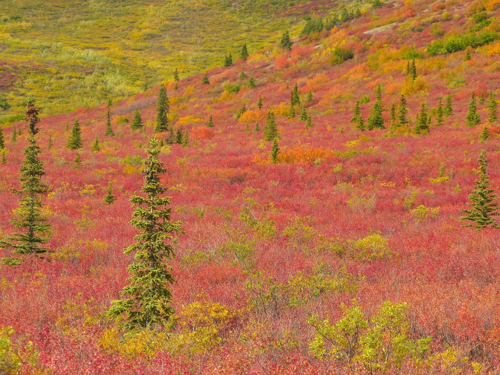 Autumn colors on a hillside