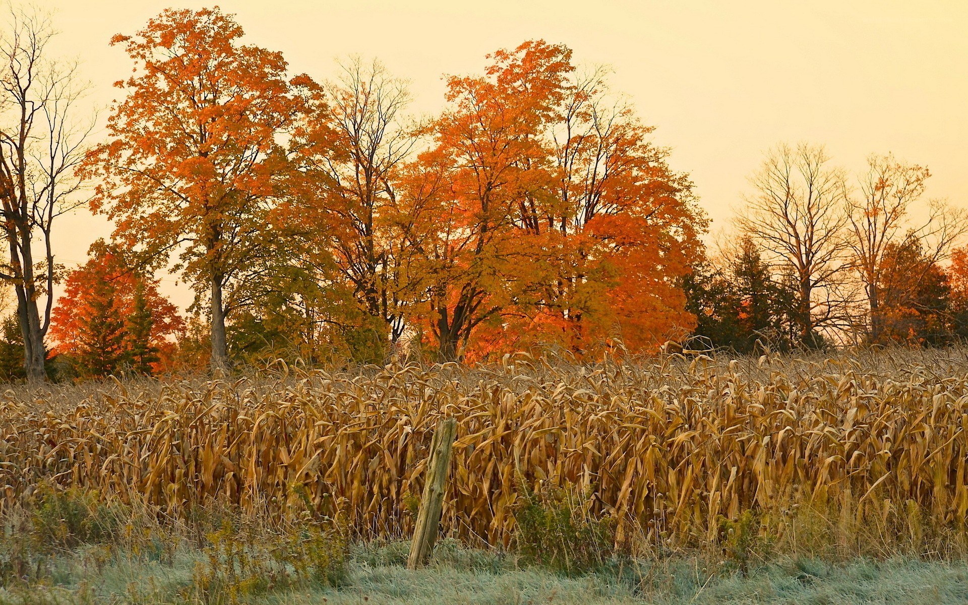 Autumn cornfield at sunrise