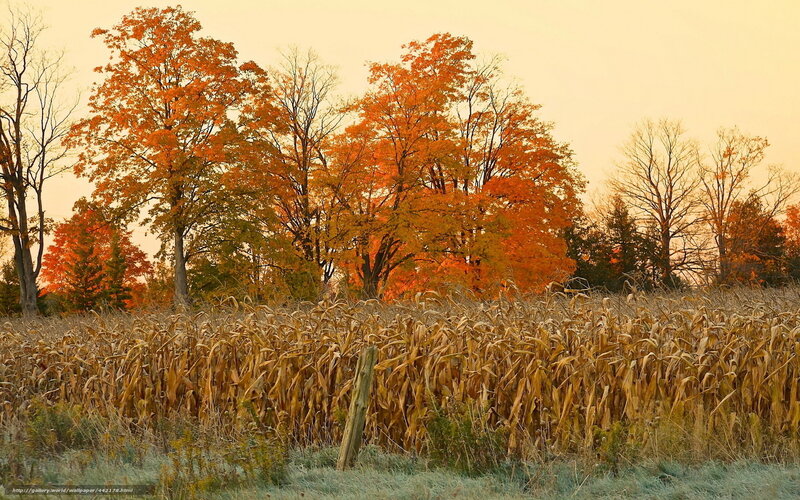 Autumn cornfield at sunset