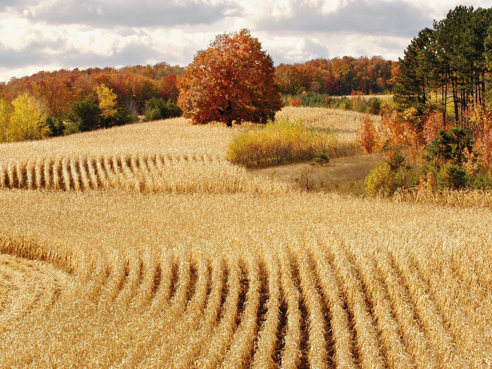 Autumn cornfield landscape