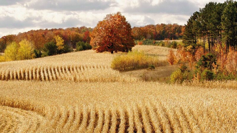 Autumn cornfield landscape